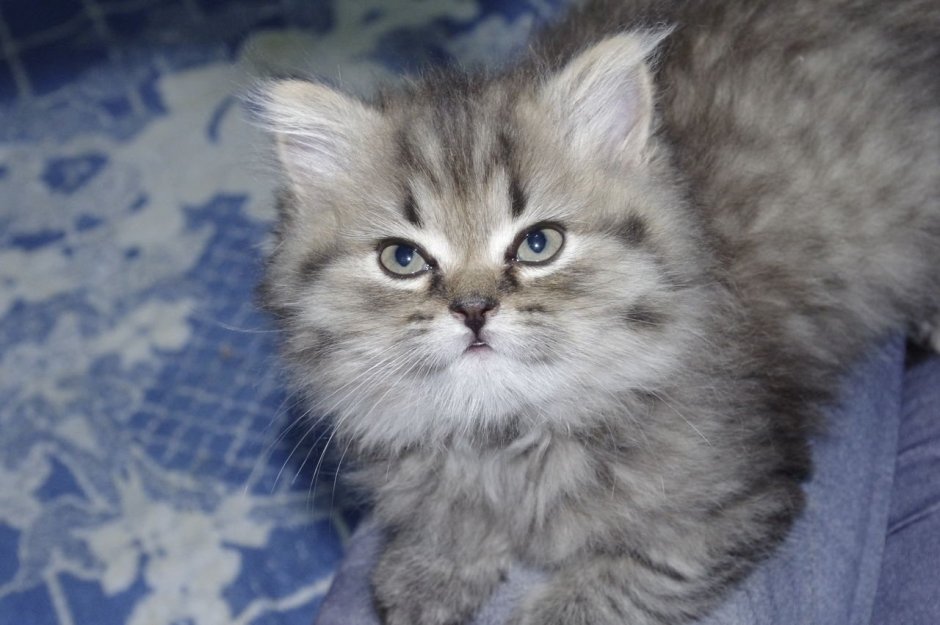 Британский кот длинношерстный полосатый