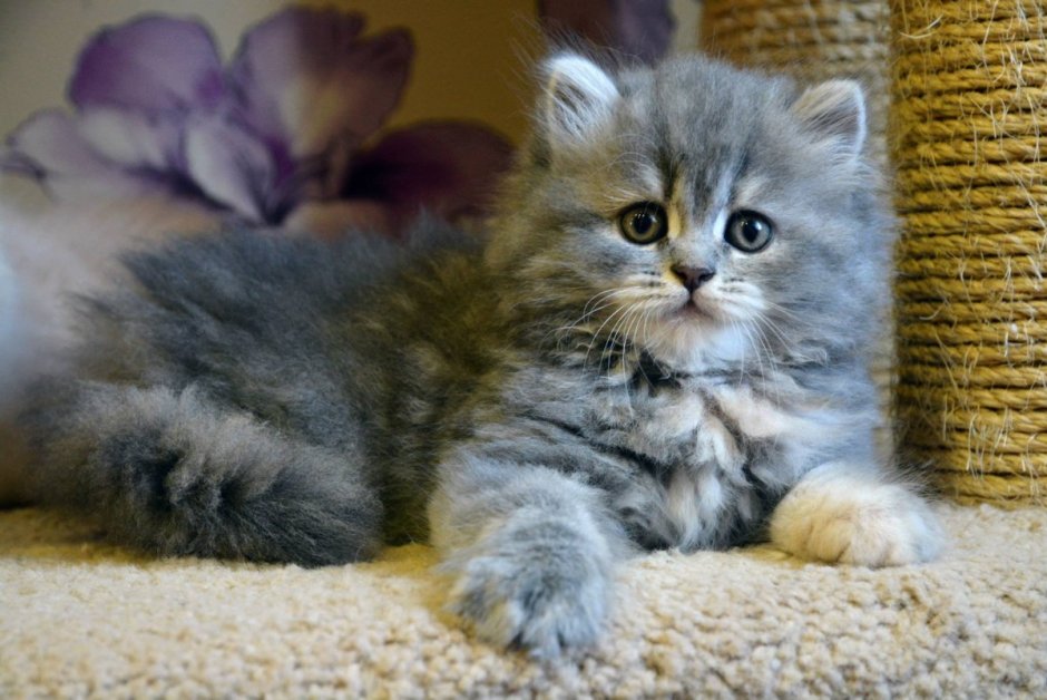Шотландская кошка прямоухая длинношерстная