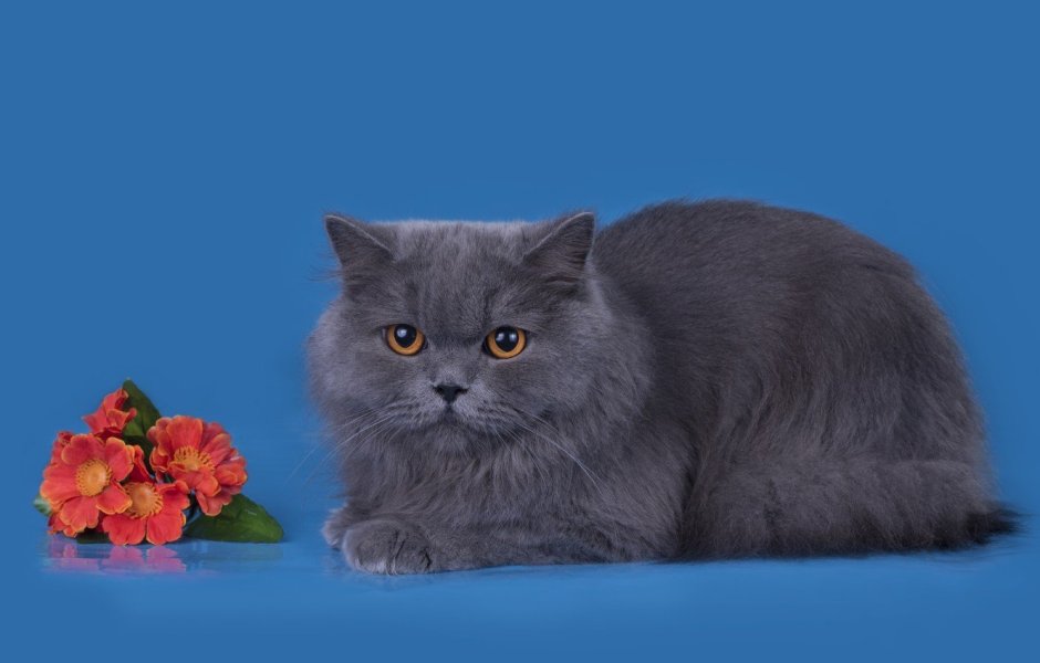 Шотландская вислоухая кошка хайленд фолд