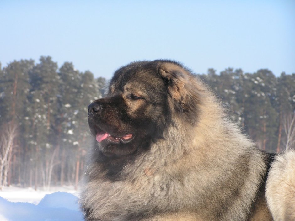 Кавказская овчарка самка