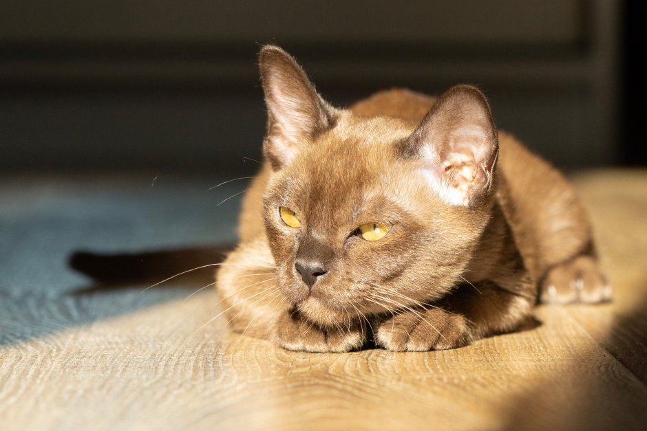 Коты европейская Бурма