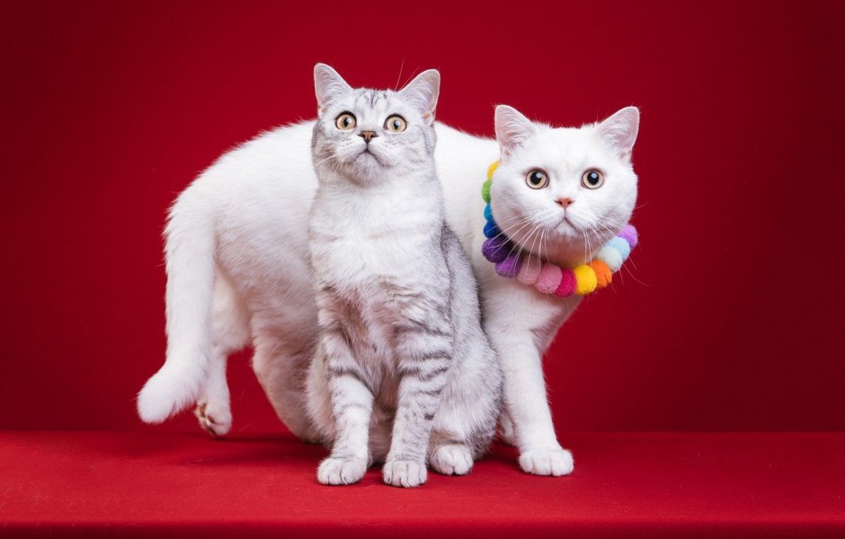 Красивые британские кошки