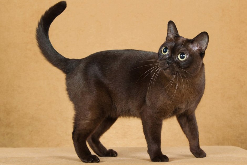 Бурманская короткошерстная кошка