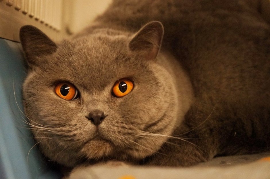 Бирманская кошка котята