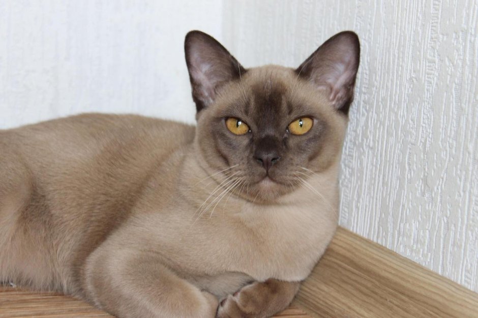 Бурманская короткошерстная кошка