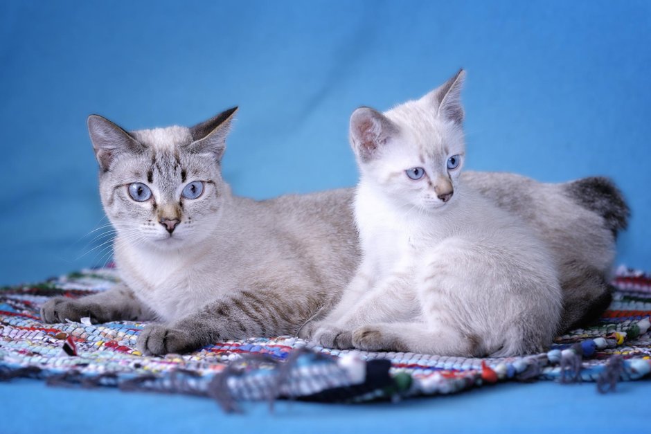 Бургундская кошка