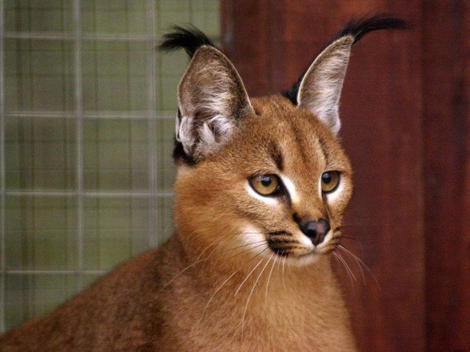 Египетская МАУ кошка