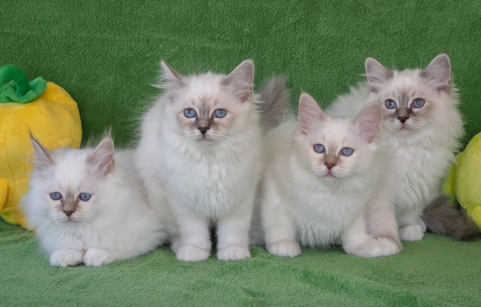 Бурманская Сиамская кошка