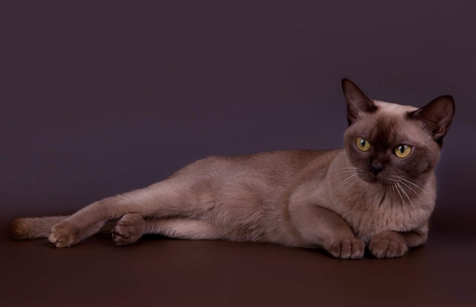 Prionailurus bengalensis