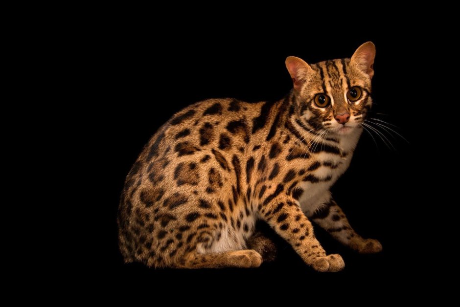 Бурманская короткошерстная кошка