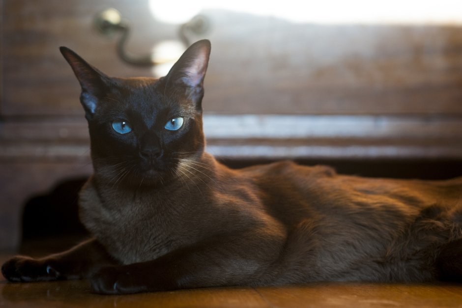 Бурманская кошка котята