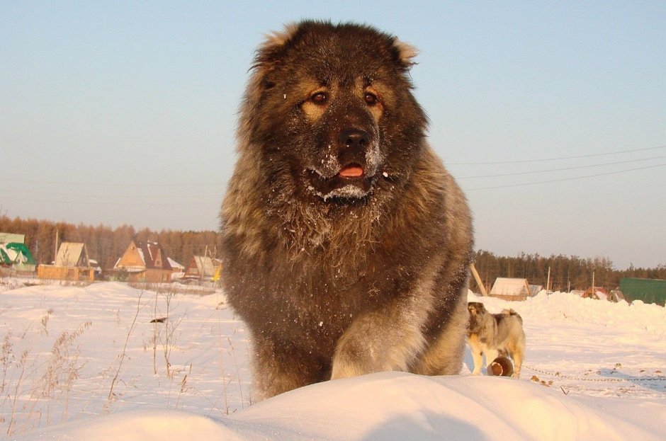 Шотландский волкодав