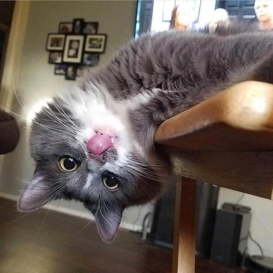 Сумасшедший кот