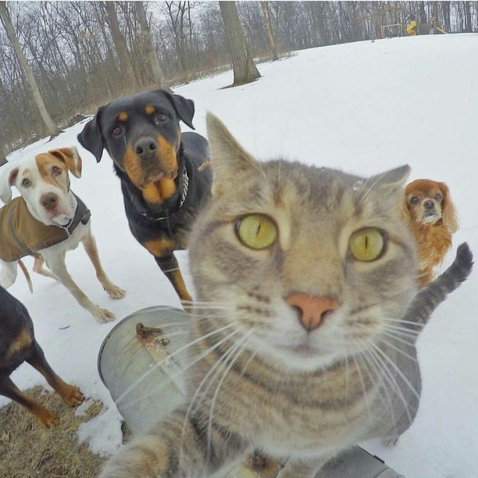 Кот селфи
