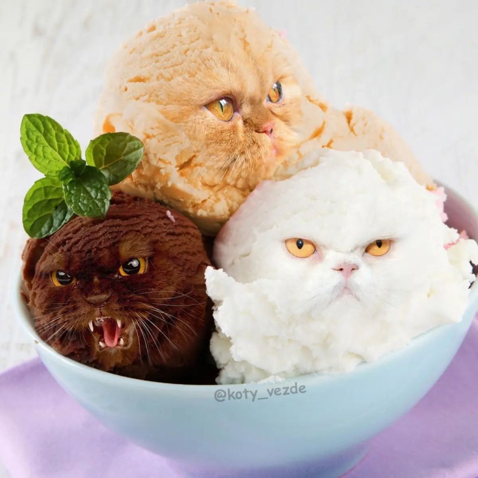 Коты везде
