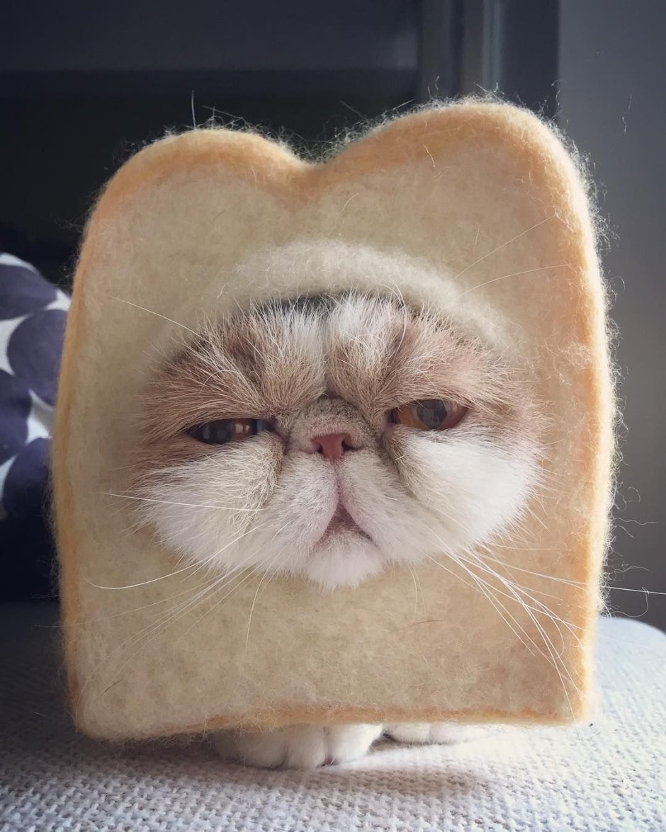 Кот Мем