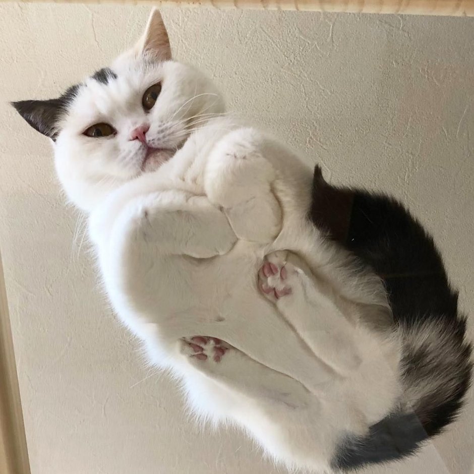 Котики на стеклянном столе