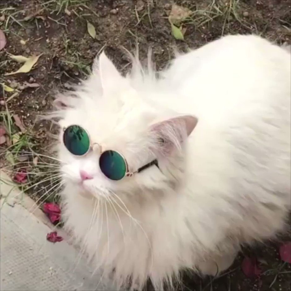 Белая кошечка в очках