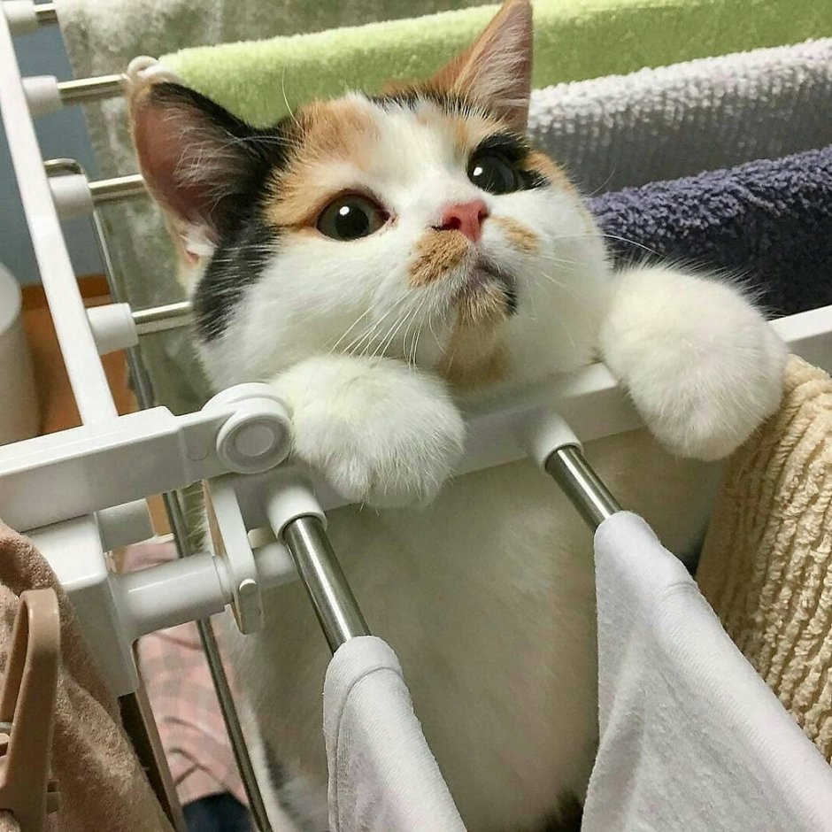 Кот Эстетика