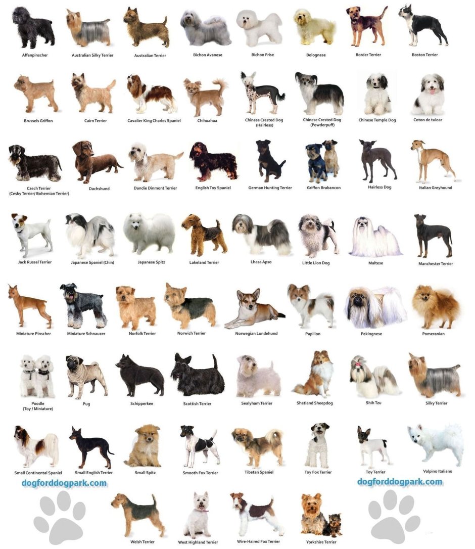 Breed порода собак