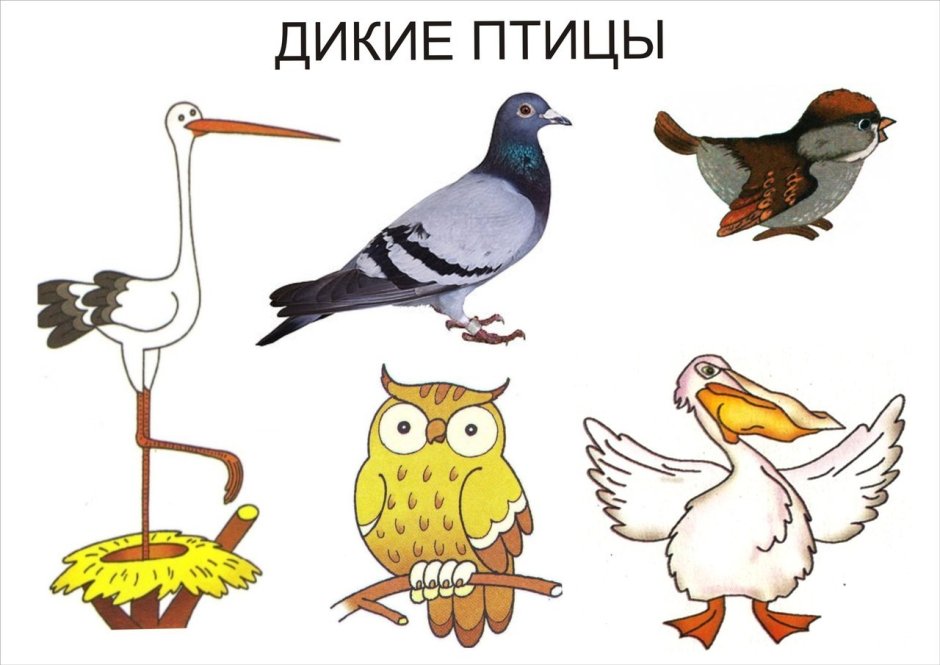 Дикие и домашние птицы