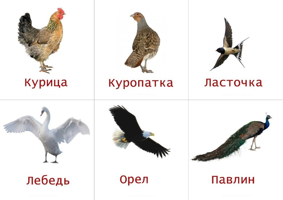 Птицы карточки для малышей