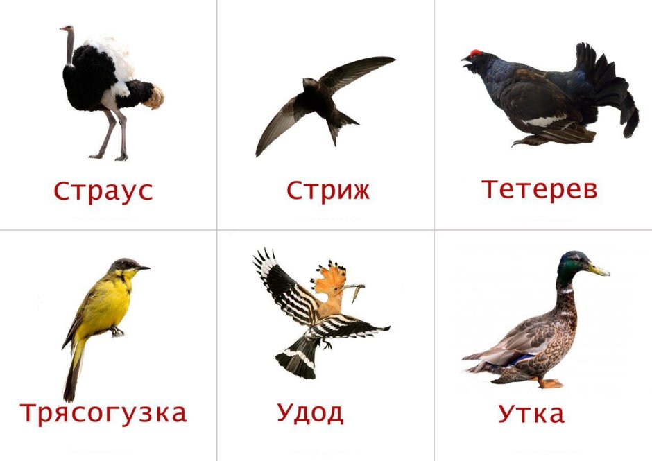 Перелётные птицы карточки с названиями для детей
