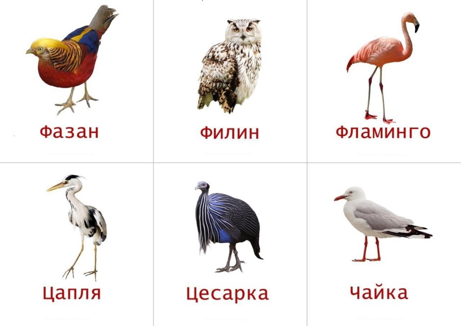 Карточки для детей. Птицы