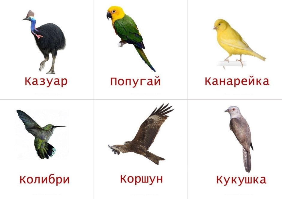 Карточки Домана перелетные птицы