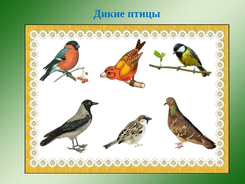 Птицы наглядный материал