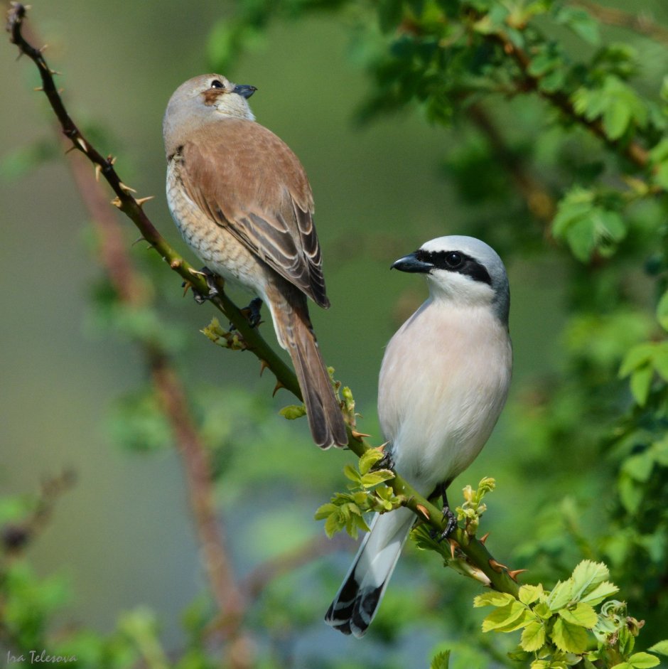 Сорокопут Shrike