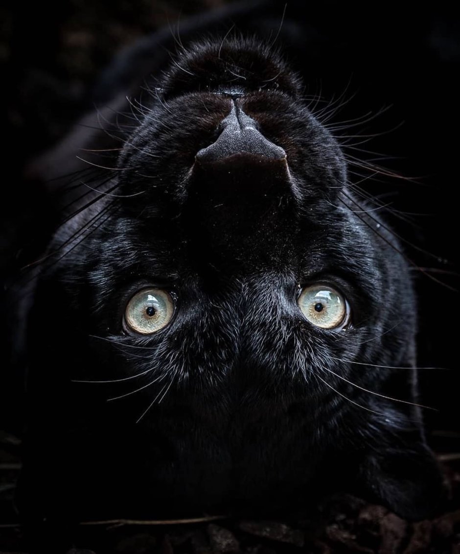 Happy Birthday Black Cat