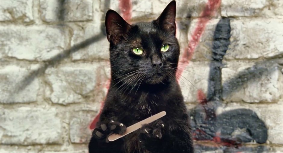Кот с пилочкой