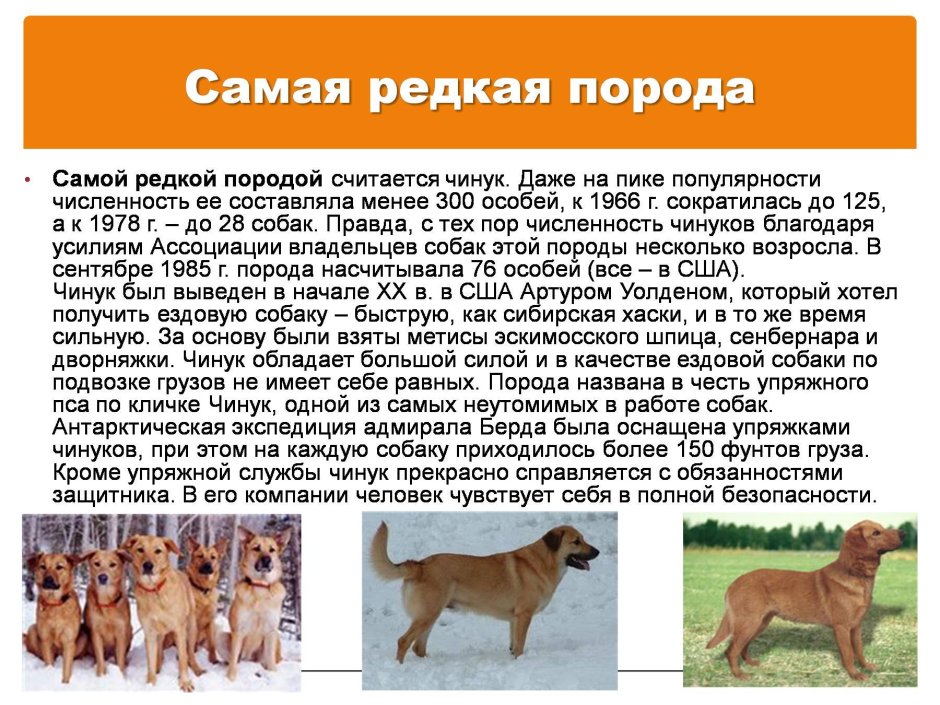 Чинук животное