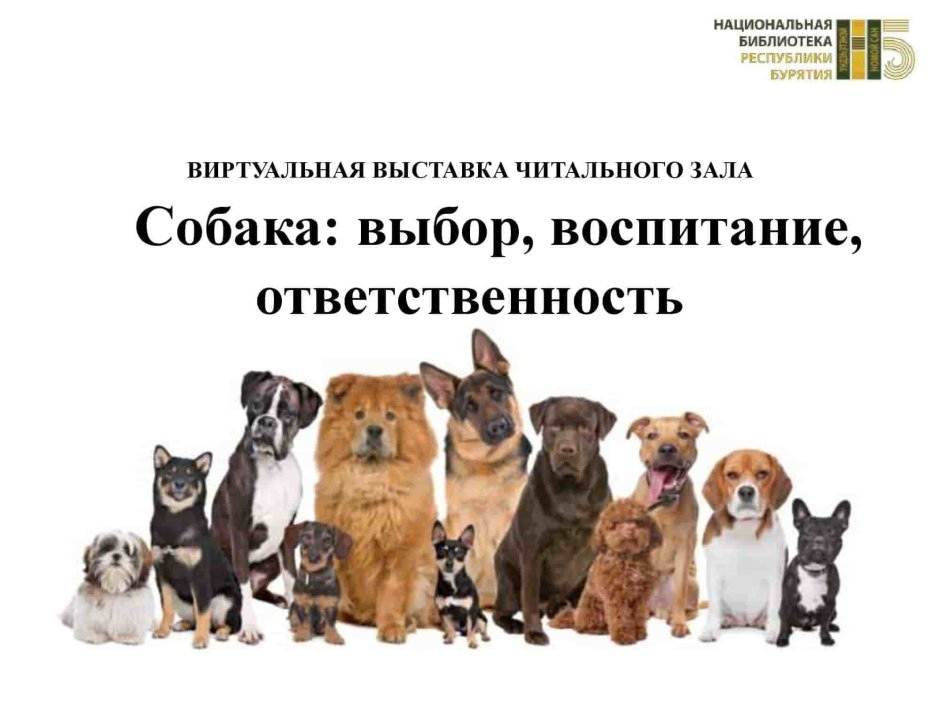 Карело-финская лайка