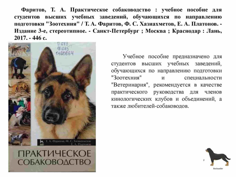 Чинук порода