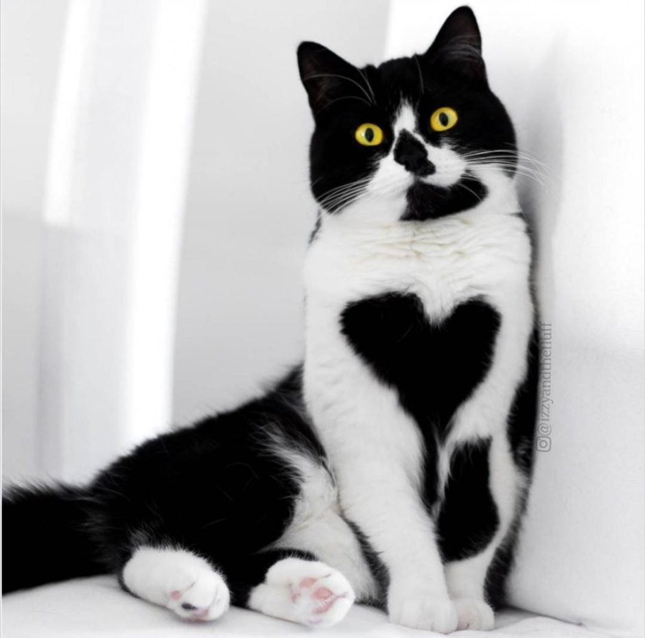 Необычные окрасы белых кошек