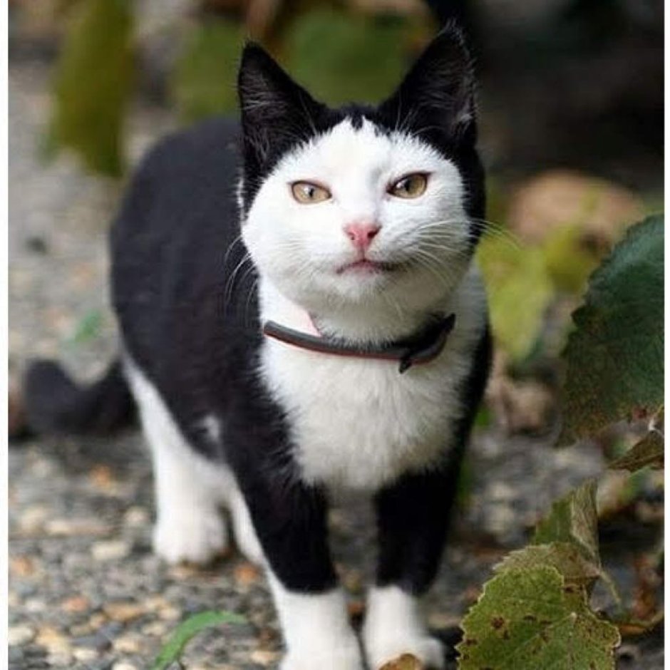 Мэнский кот биколор