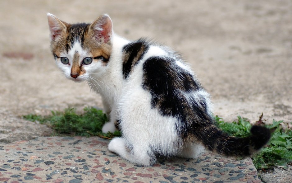 Пятнистые котята