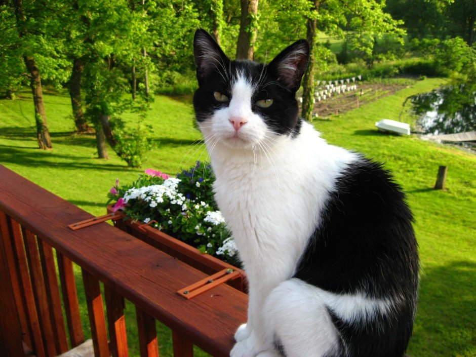 Кошки Cats Tuxedo's