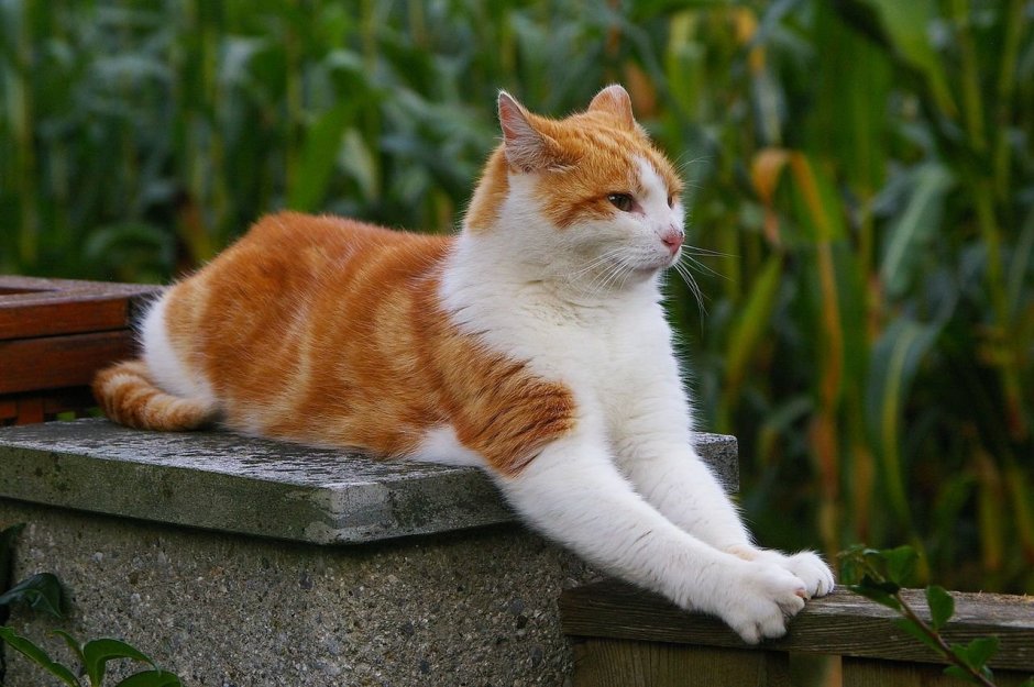 Ginger and White Cat
