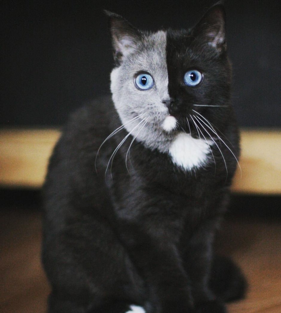 Кошка Венера Химера
