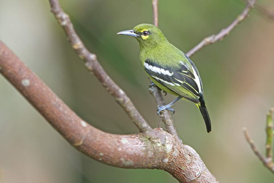 Aegithina nigrolutea