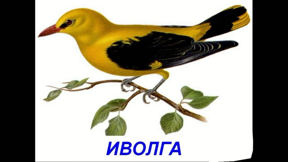 Голубая Грандала