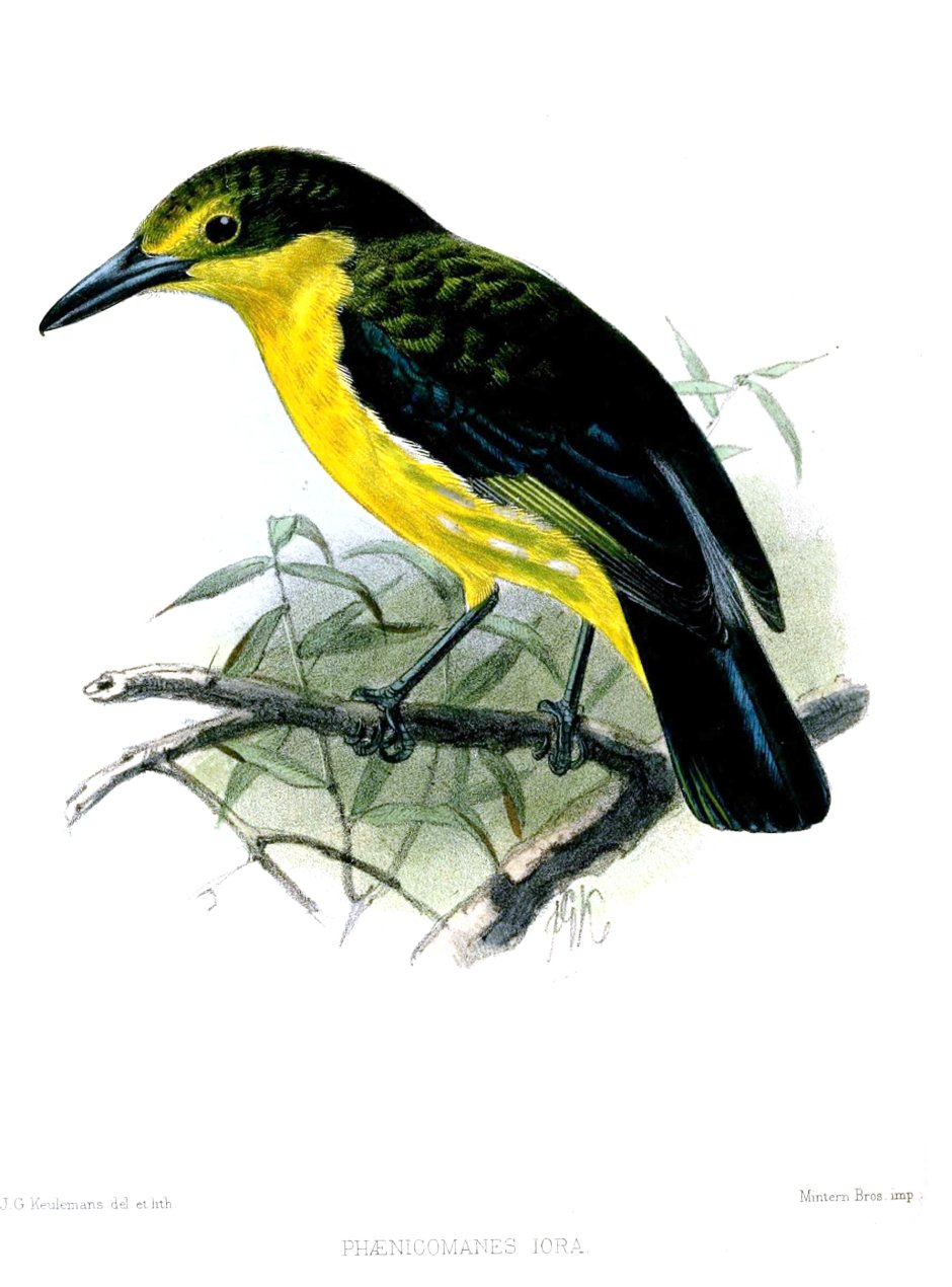 Обыкновенная Иволга Oriolus Oriolus