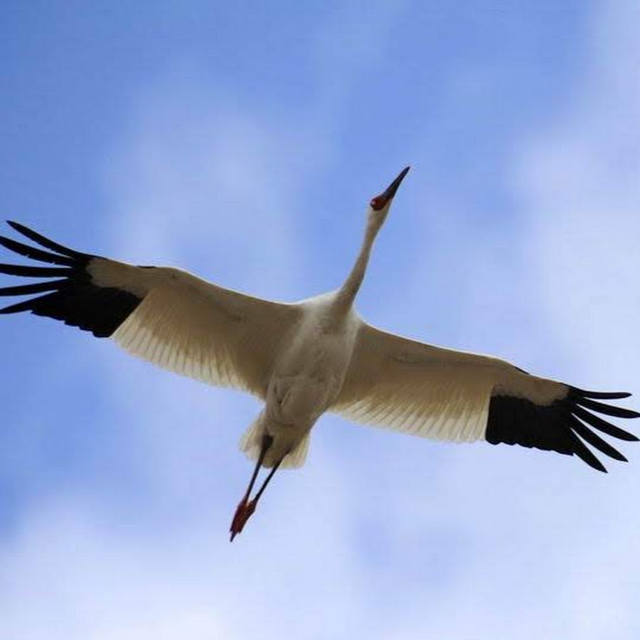 Белый журавль Стерх птенец