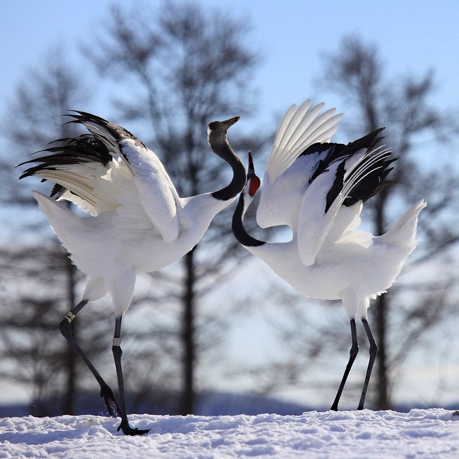 Стерх белый журавль танец