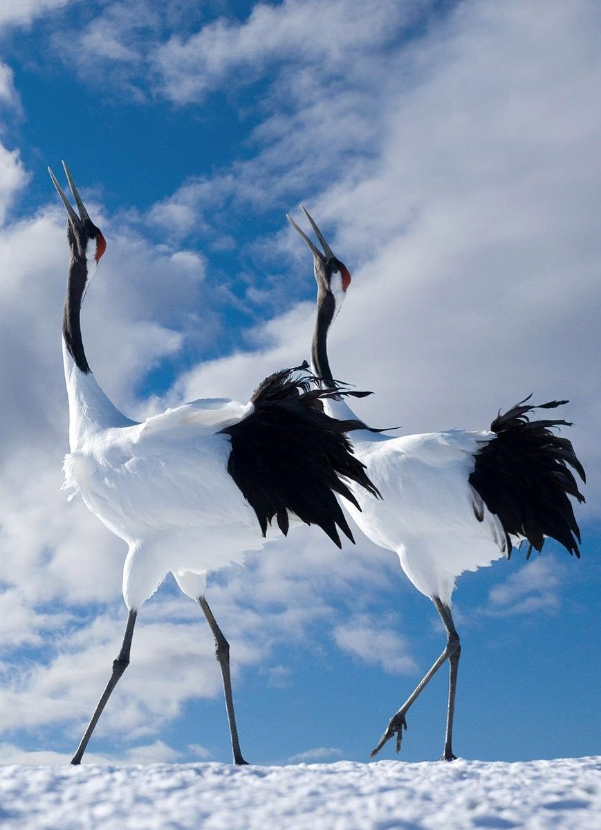 Гнездящиеся птицы Аисты Башкирии