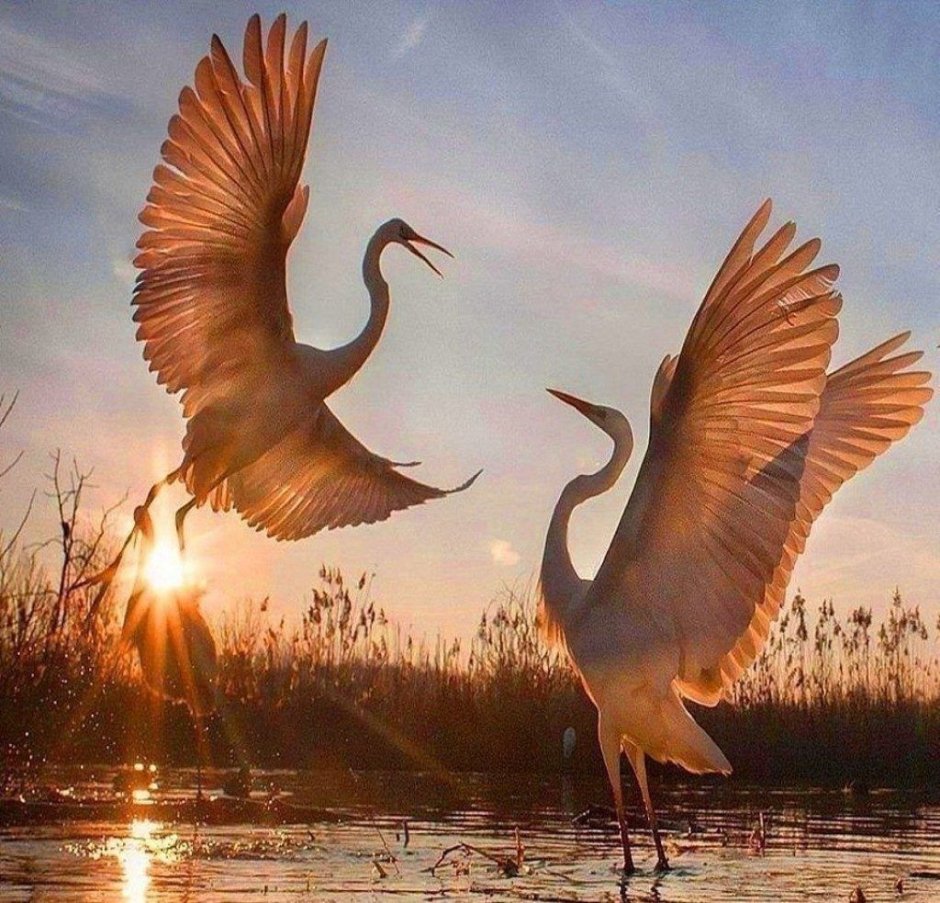 Брыкин Бор журавлиный питомник