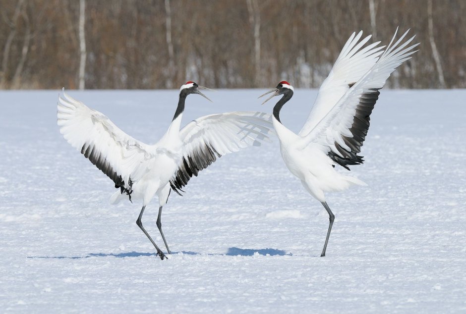 Маньчжурский журавль